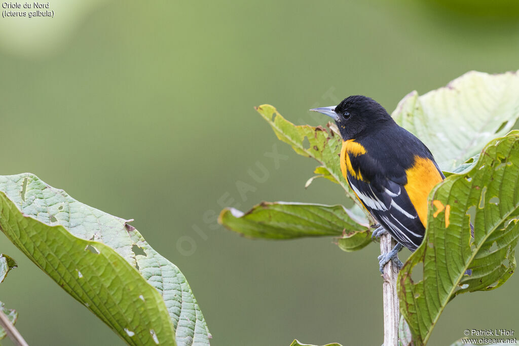 Oriole du Nord mâle adulte