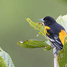 Oriole du Nord