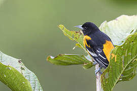 Baltimore Oriole