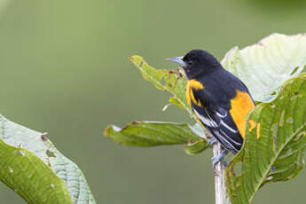 Oriole du Nord