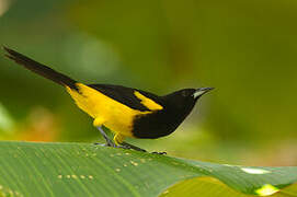 Black-cowled Oriole