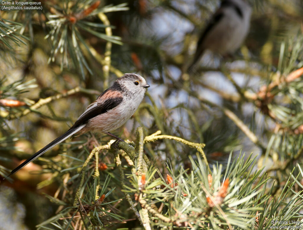 Long-tailed Tit