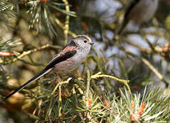 Long-tailed Tit