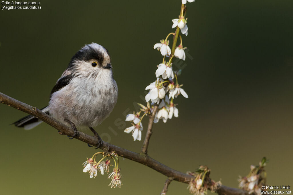 Long-tailed Titadult transition