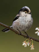 Long-tailed Tit