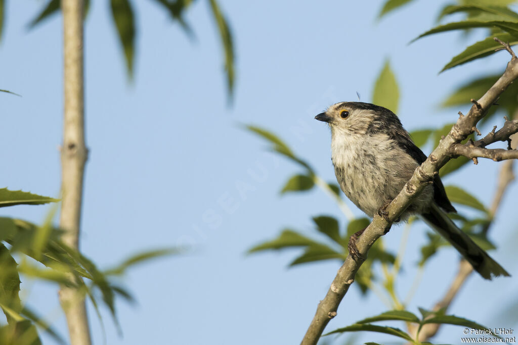 Long-tailed Tit