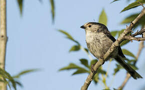 Long-tailed Tit