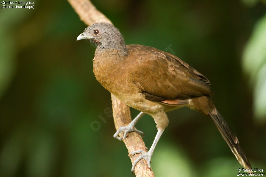 Grey-headed Chachalacaadult