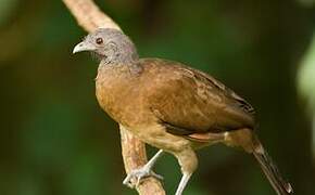 Grey-headed Chachalaca