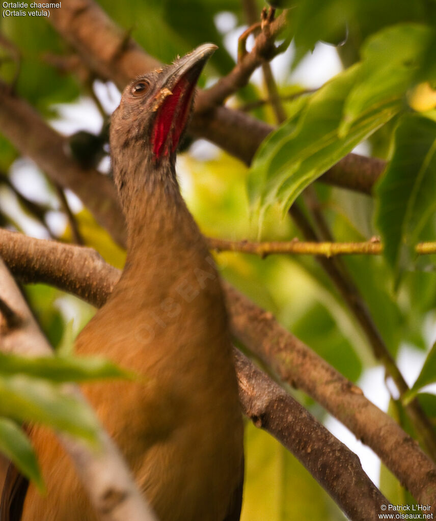 Plain Chachalacaadult