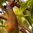 Ortalide chacamel