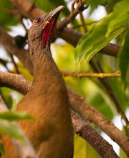 Ortalide chacamel