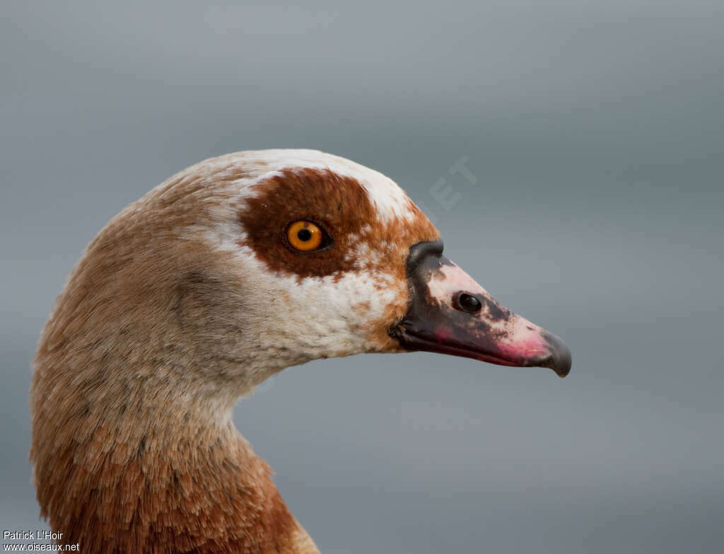 Egyptian Gooseadult, close-up portrait