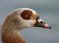 Egyptian Goose