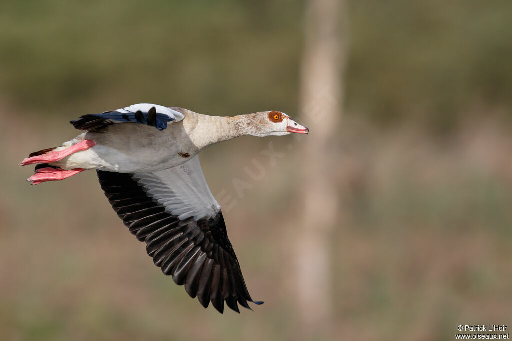 Egyptian Goose