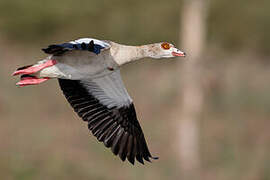 Egyptian Goose