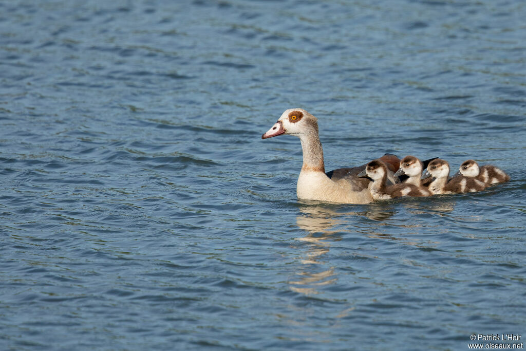 Egyptian Goose