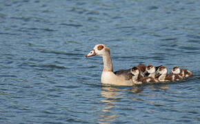 Egyptian Goose