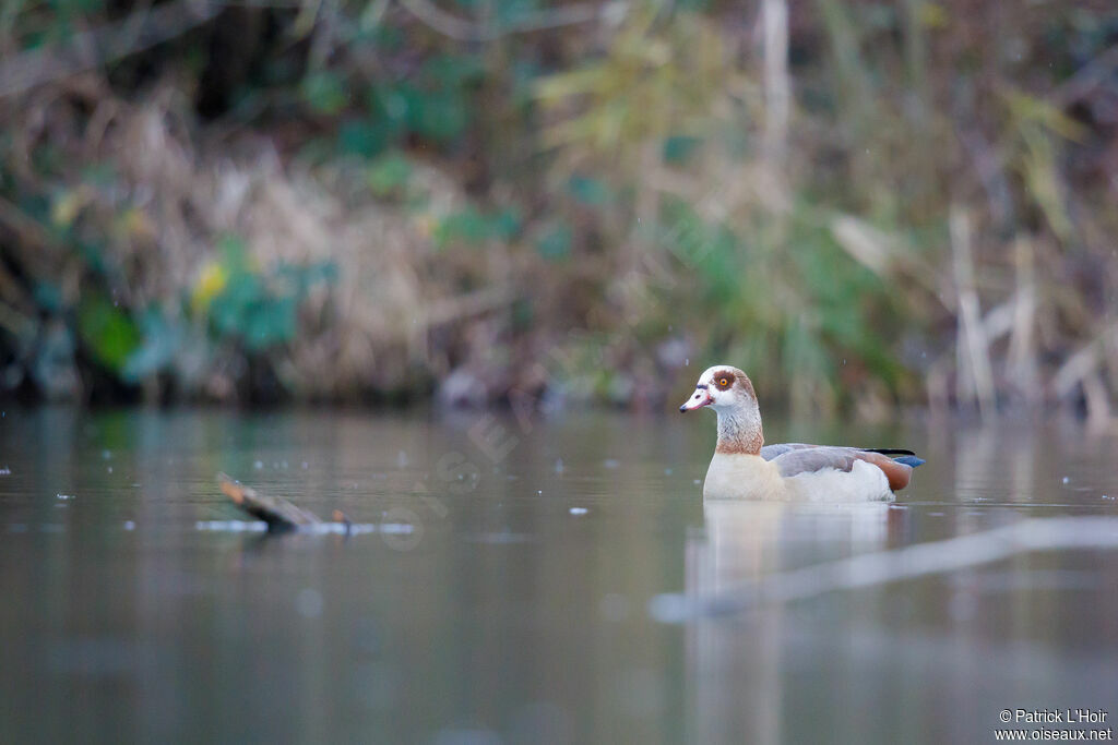 Egyptian Goose