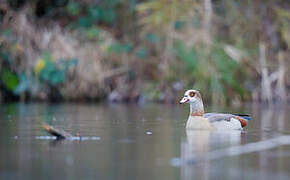 Egyptian Goose