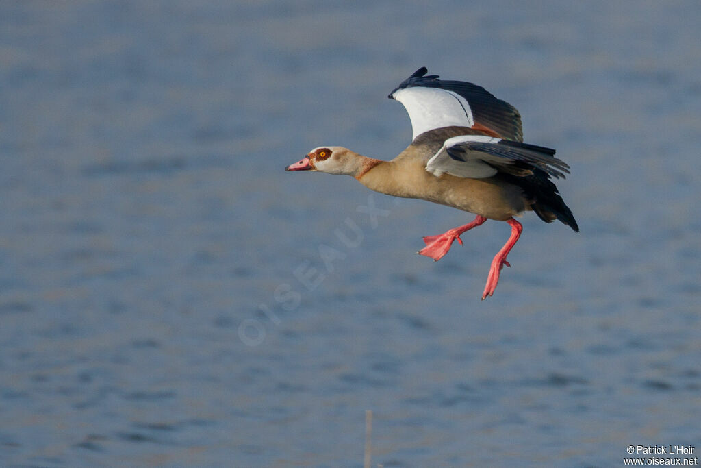 Egyptian Goose