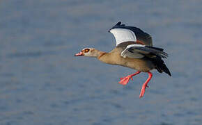 Egyptian Goose