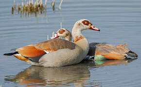 Egyptian Goose