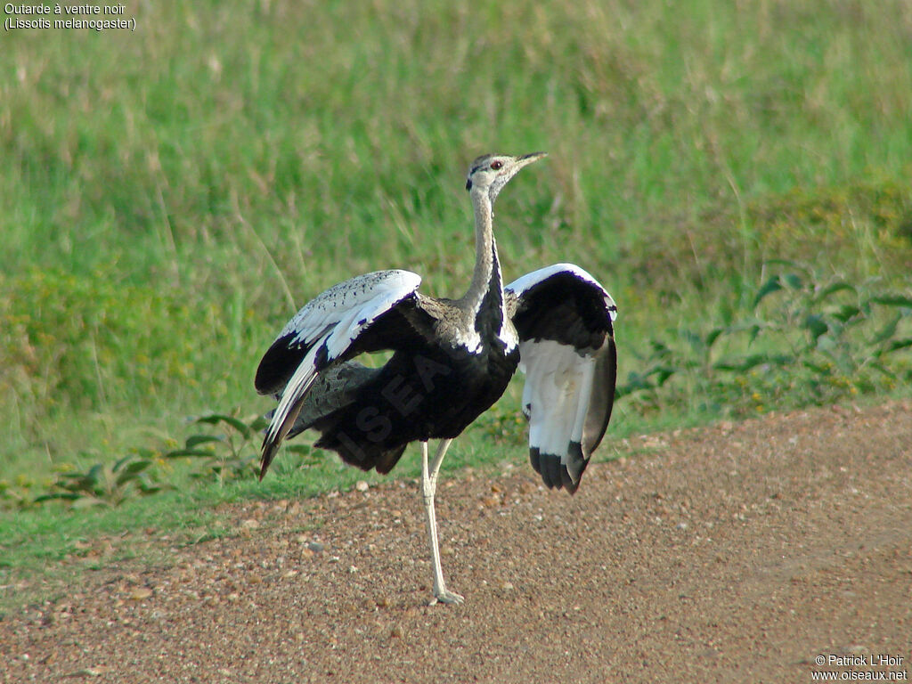 Black-bellied Bustard