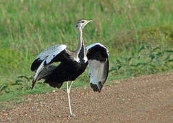 Black-bellied Bustard