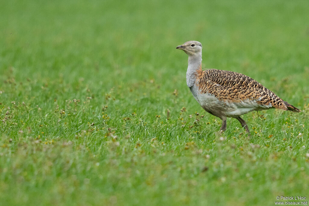 Great Bustard female