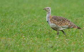 Great Bustard