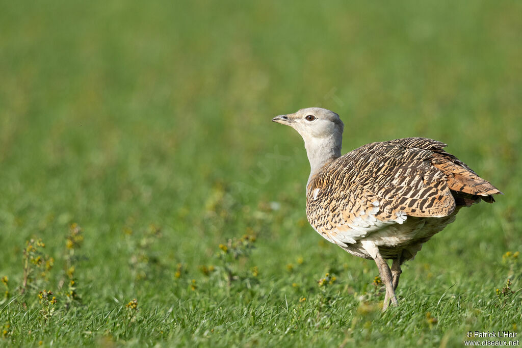 Great Bustard female