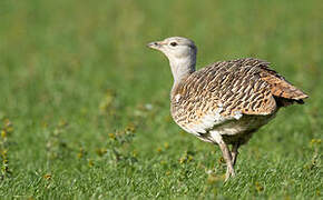 Great Bustard