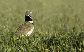 Little Bustard