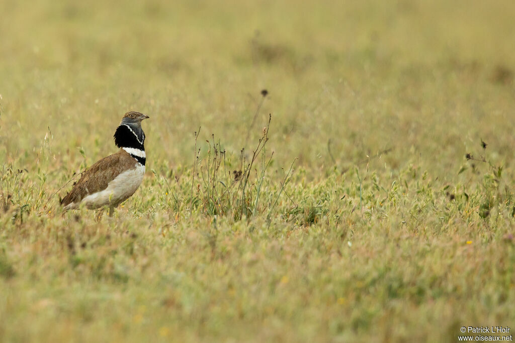 Little Bustard male adult, courting display