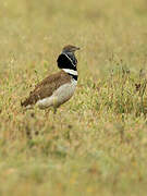 Little Bustard