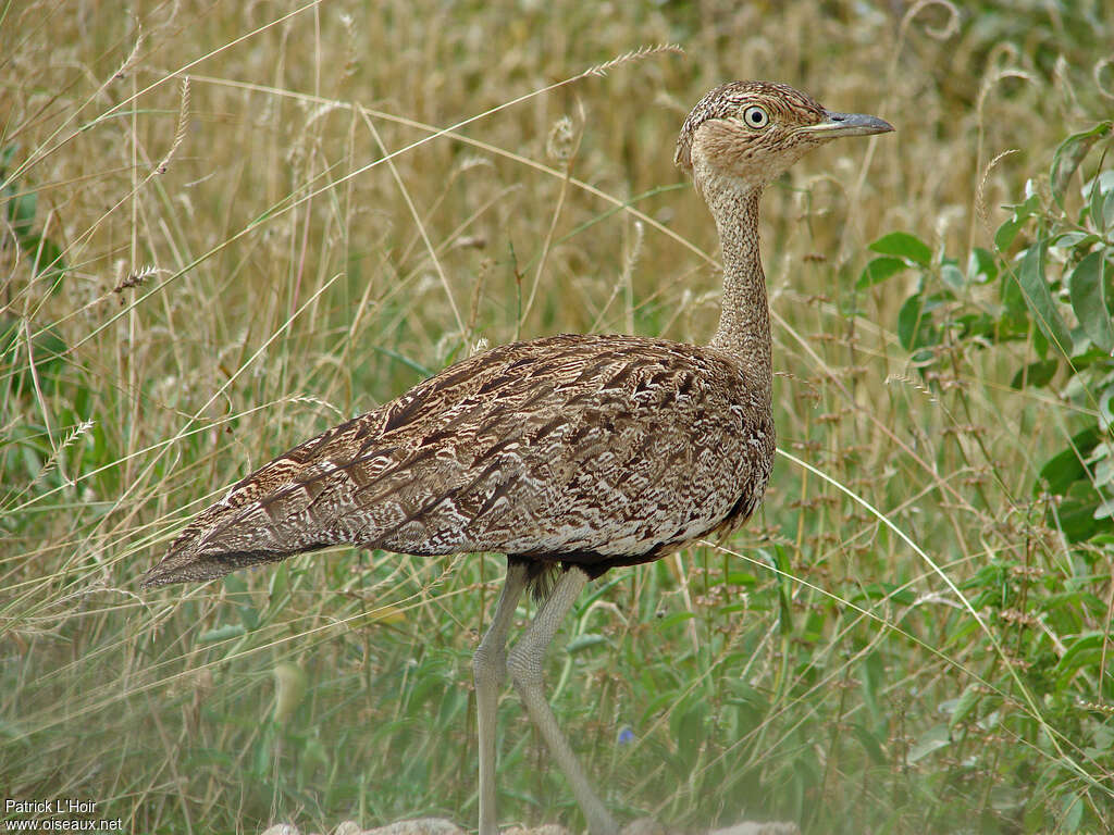 Outarde d'Oustalet femelle adulte, identification