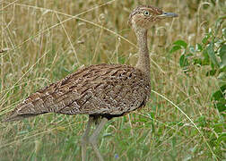 Buff-crested Bustard