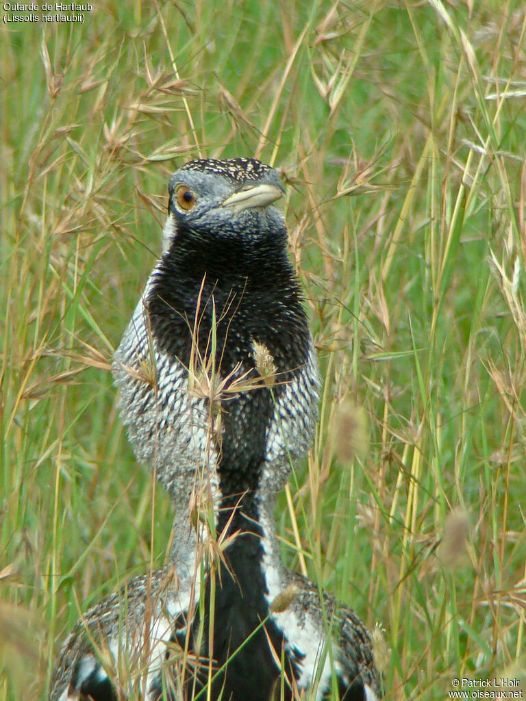 Hartlaub's Bustard male adult breeding