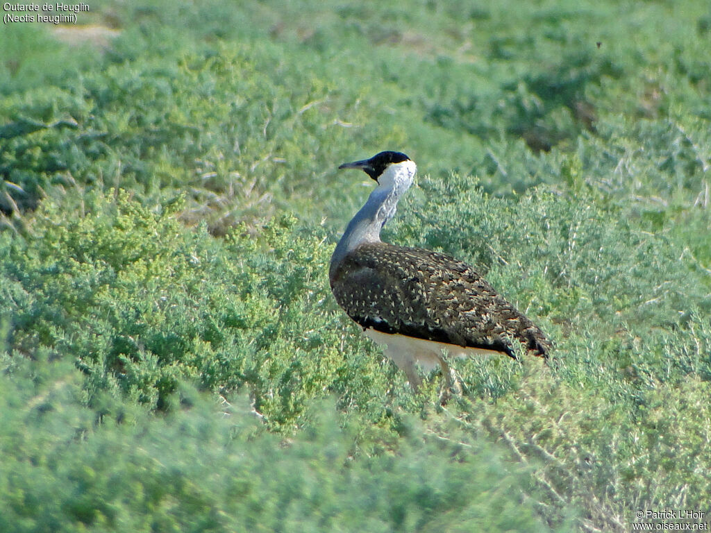 Heuglin's Bustard