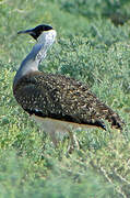 Heuglin's Bustard