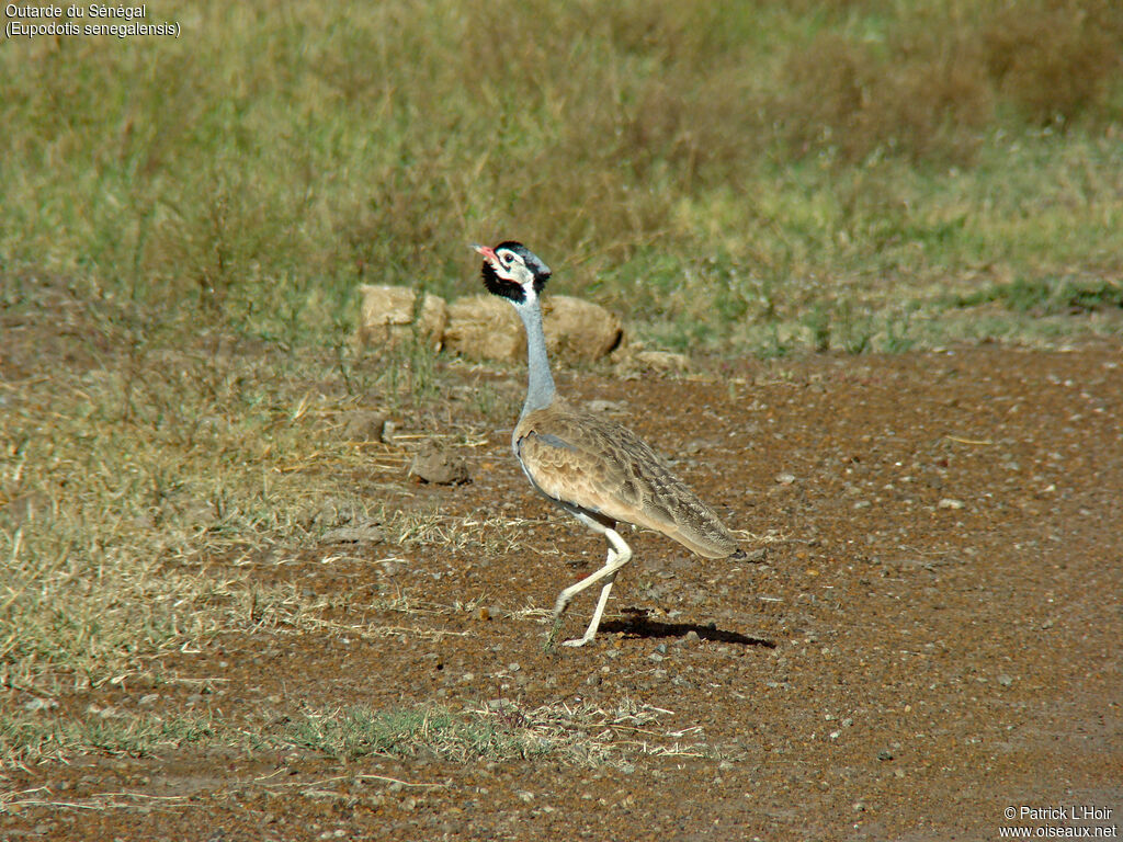 White-bellied Bustard