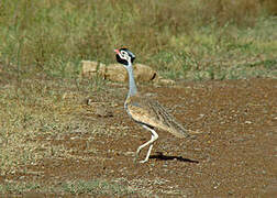 White-bellied Bustard