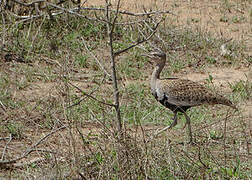 Red-crested Korhaan