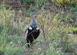 Red-crested Korhaan