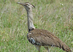 Kori Bustard