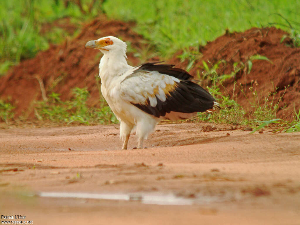 Palm-nut Vulturesubadult, identification