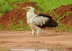 Palmiste africain