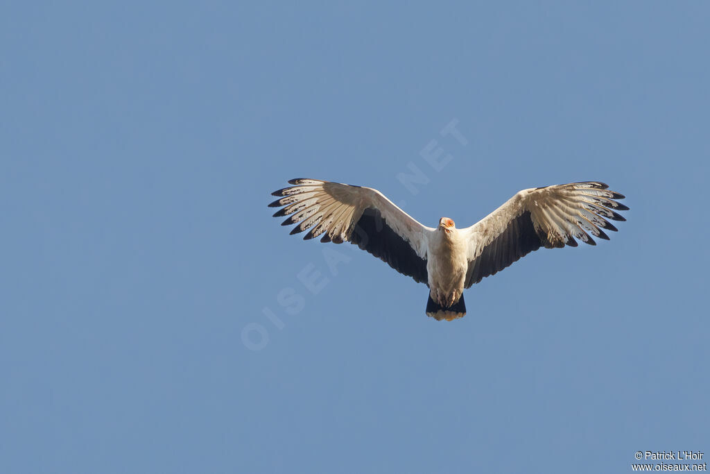 Palm-nut Vulture