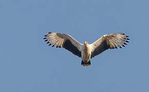 Palm-nut Vulture